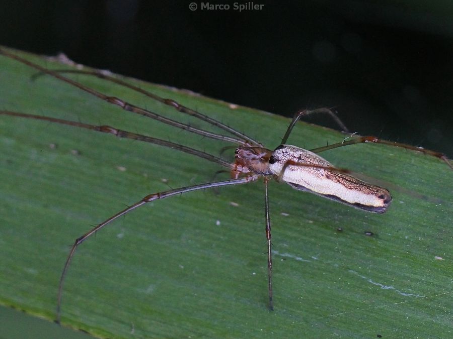 Tetragnatha sp. - Milano (MI)